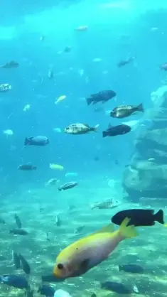 دانلود والپیپر متحرک آکواریوم ماهی Fish Aquarium