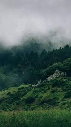 دانلود والپیپر متحرک جنگل مه‌آلود