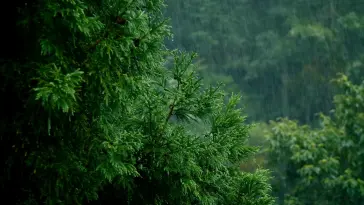 دانلود والپیپر متحرک منظره جنگل بارانی Rainy Forest