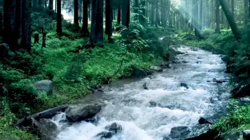 دانلود والپیپر متحرک رودخانه در جریان River Flowing