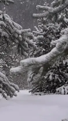 دانلود والپیپر متحرک طبیعت برفی جنگل زمستانی – Snowy in the Forest